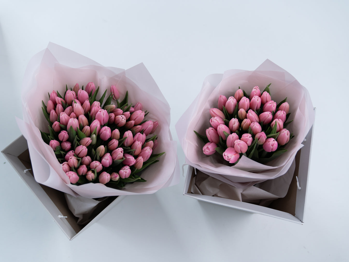 Premium tulips