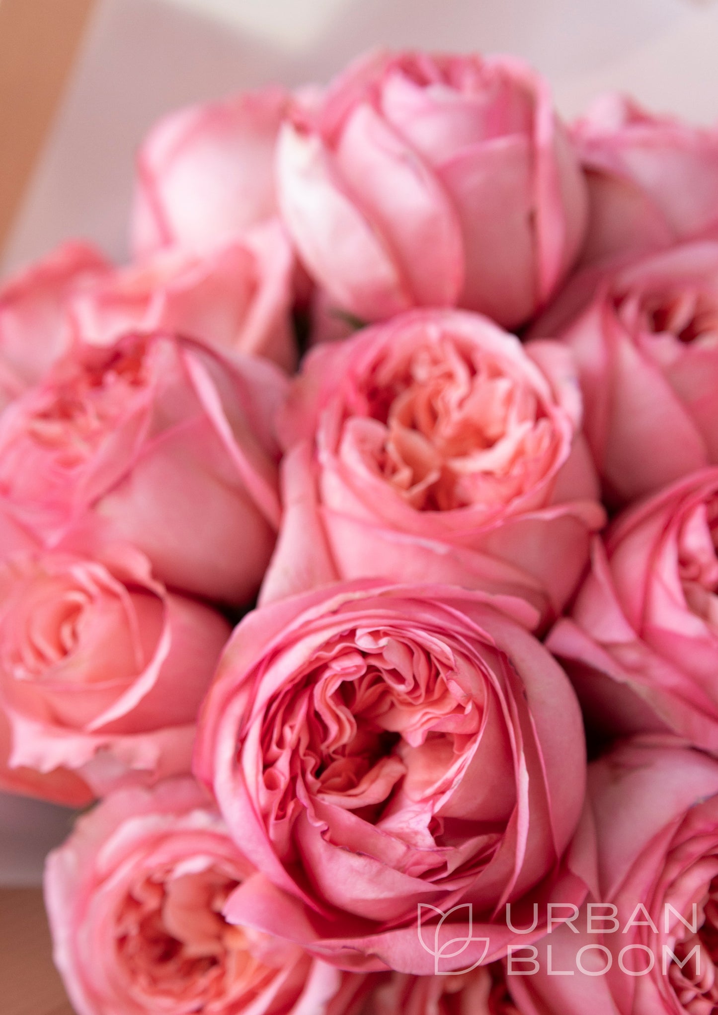 peony roses prague flower