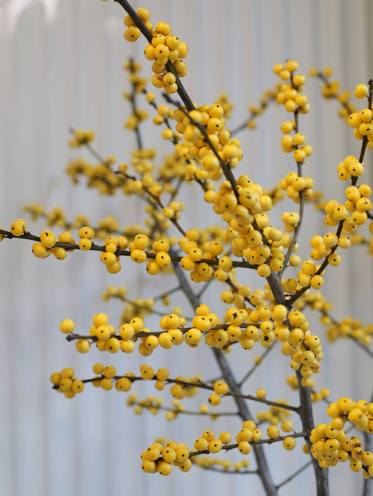 
                  
                    Ilex – zimní větvičky s červenými bobulemi
                  
                
