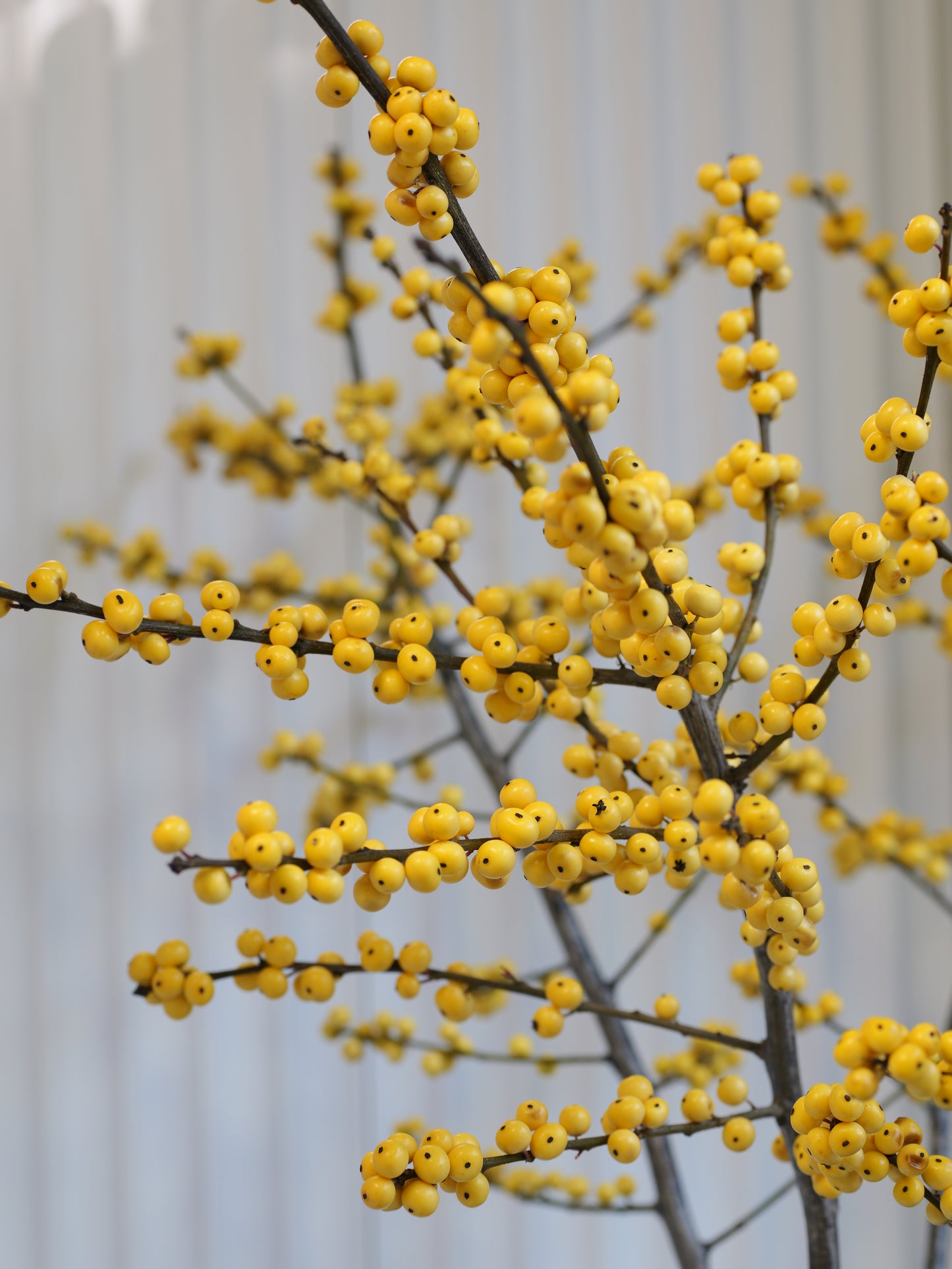 
                  
                    Ilex – zimní větvičky s červenými bobulemi
                  
                