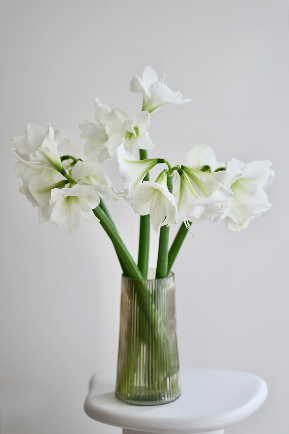 Monobukét z bílých amarylisu