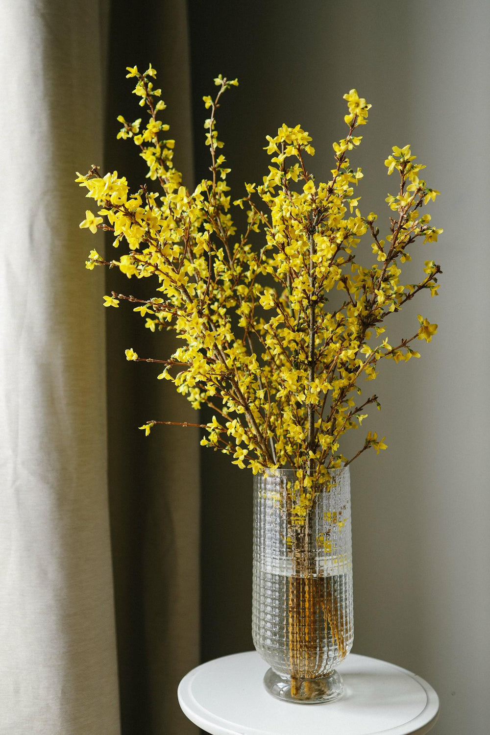 Větvičky zlatice (forsythie)