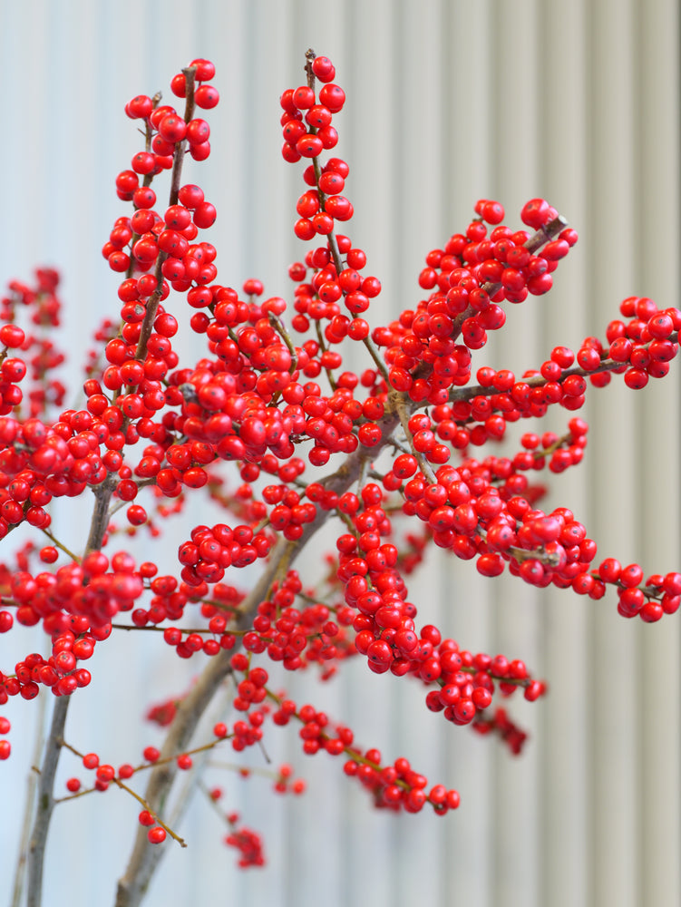
                  
                    Ilex – zimní větvičky s červenými bobulemi
                  
                