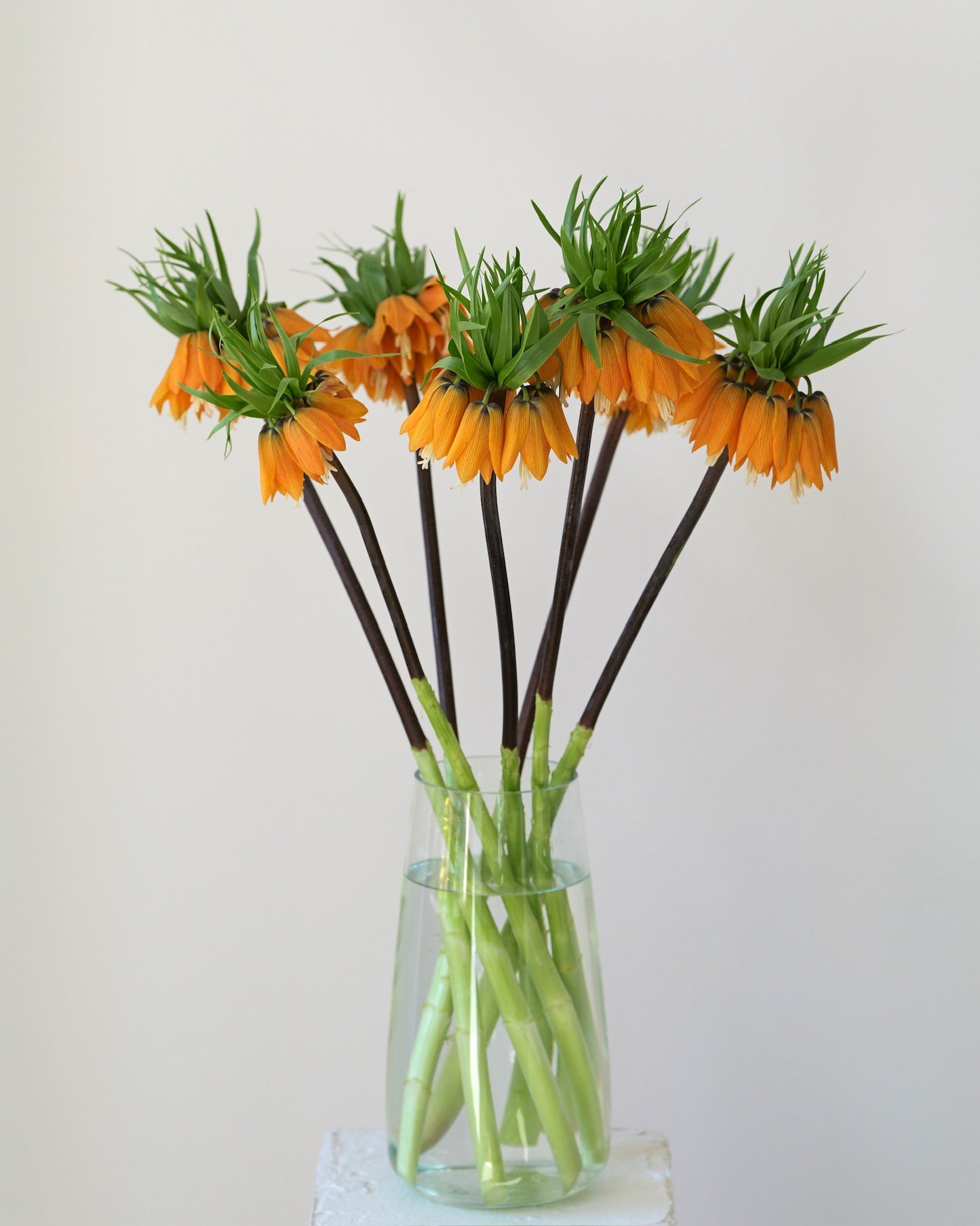 
                  
                    Fritilárie oranžová (řebčík)
                  
                