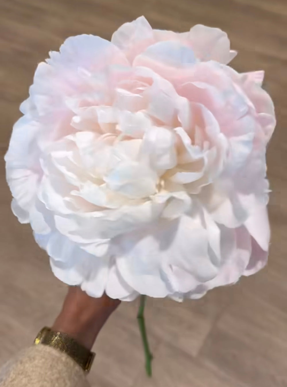 Fragrant peonies Nick Shaylor