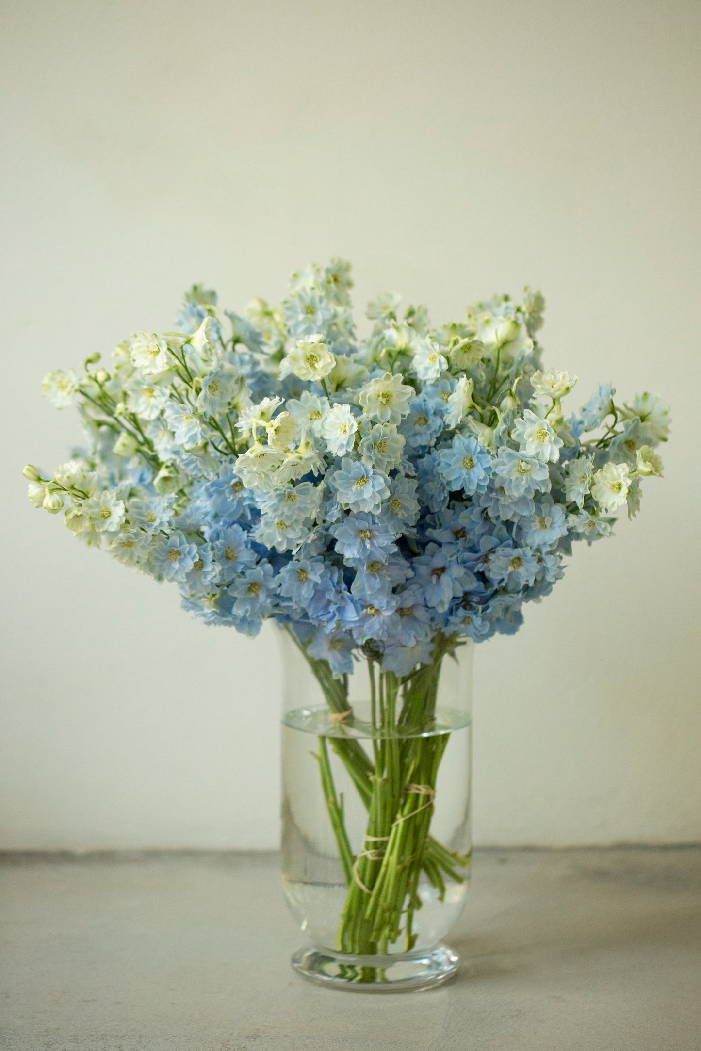 
                  
                    Delphinium
                  
                