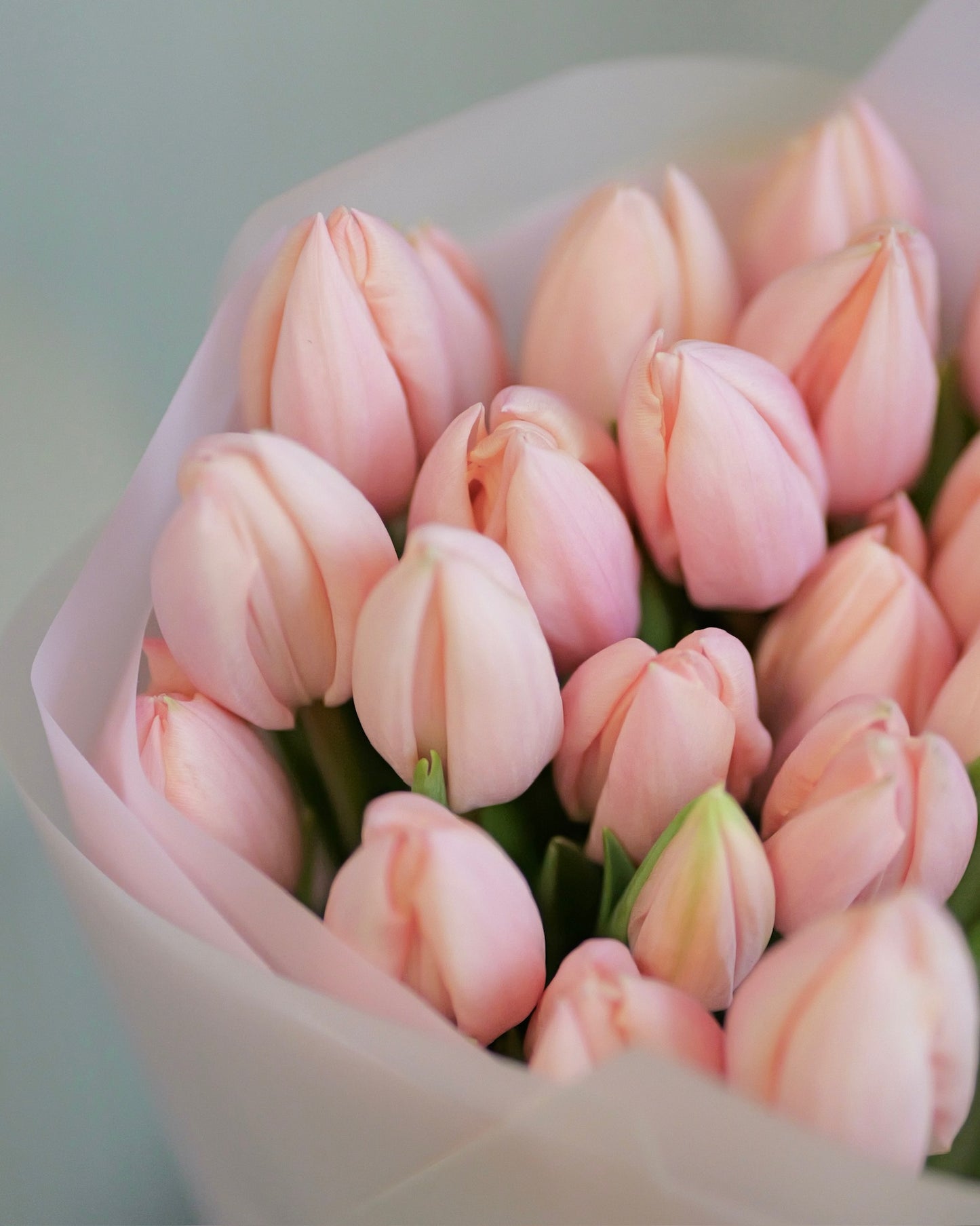 
                  
                    Lososové tulipány Premium Thijs Boots
                  
                