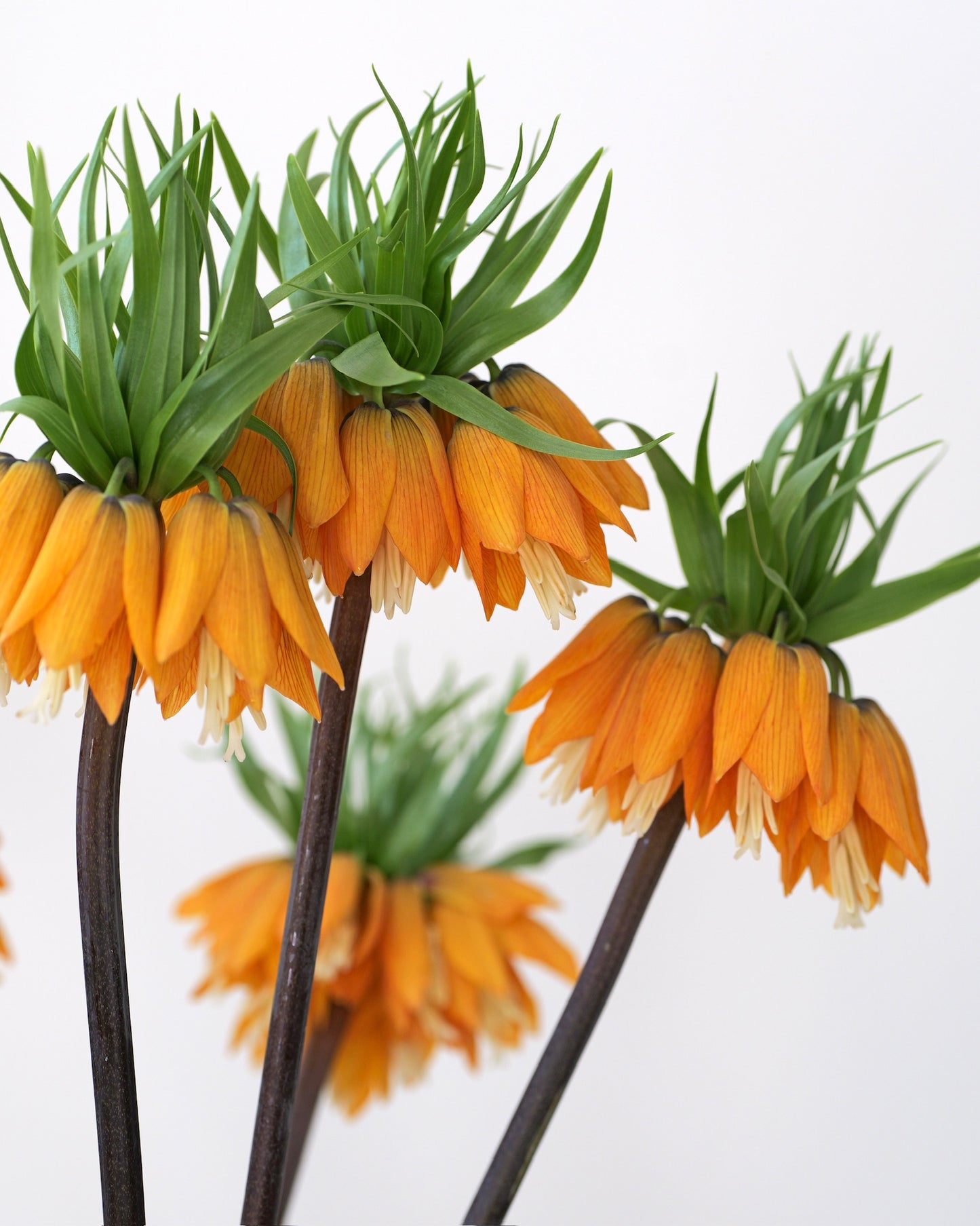 
                  
                    Fritilárie oranžová (řebčík)
                  
                