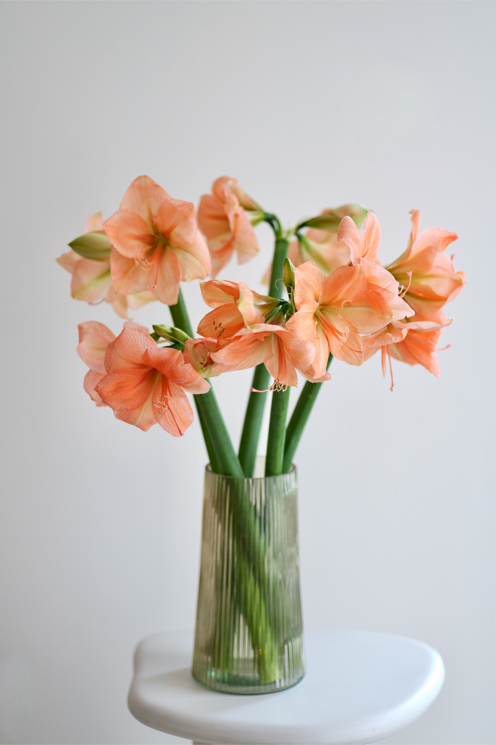 Monobukét z lososových amarylisu