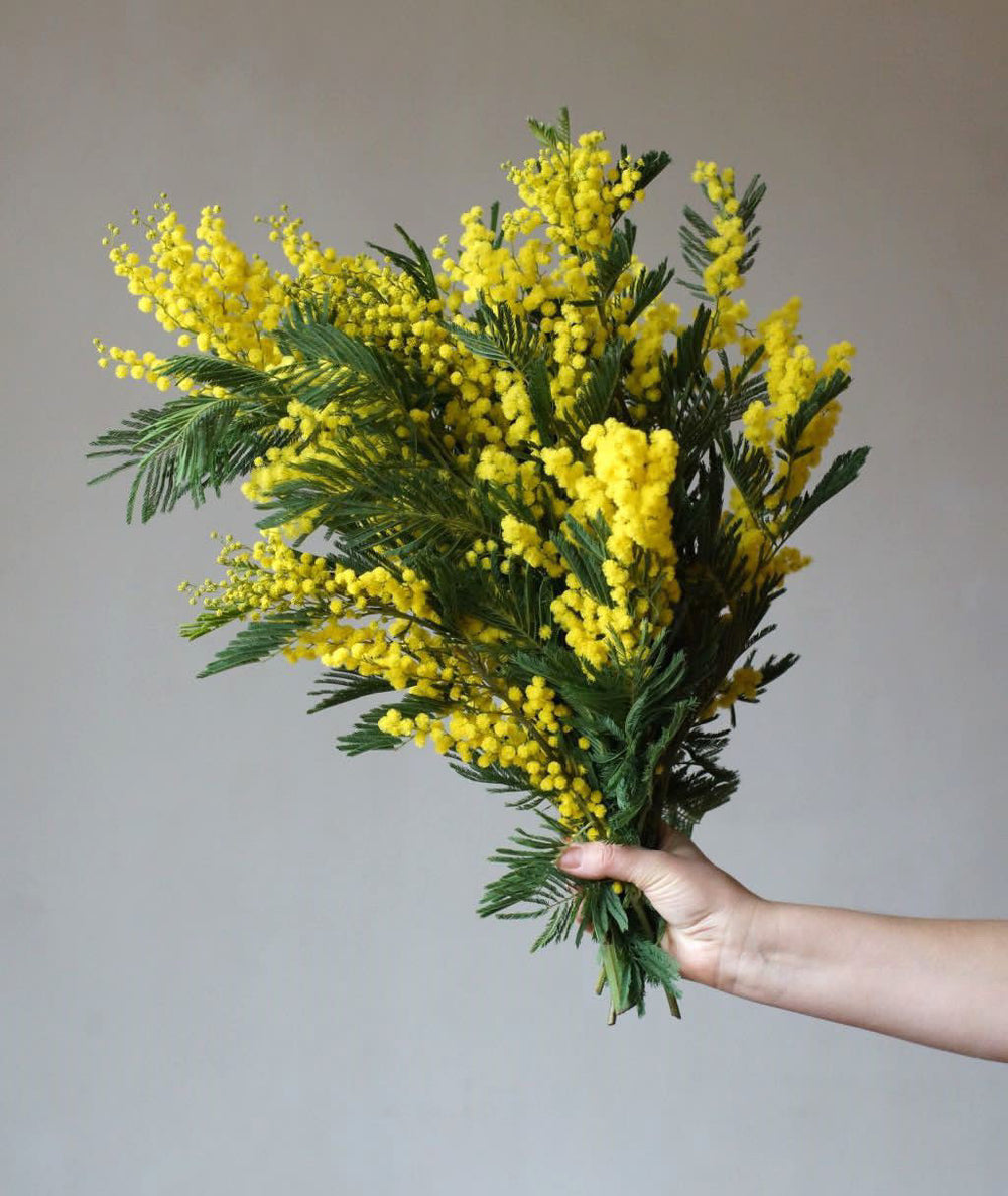 Mimosa