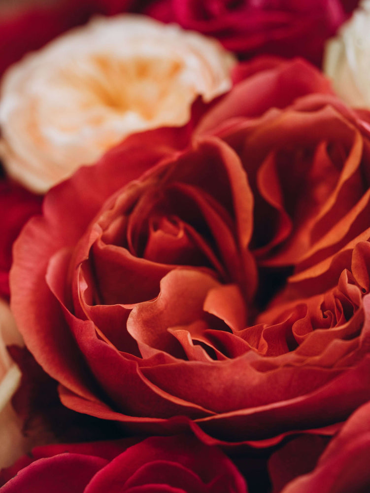 
                  
                    Colorful mix of roses and peony roses "Berries and Cream"
                  
                