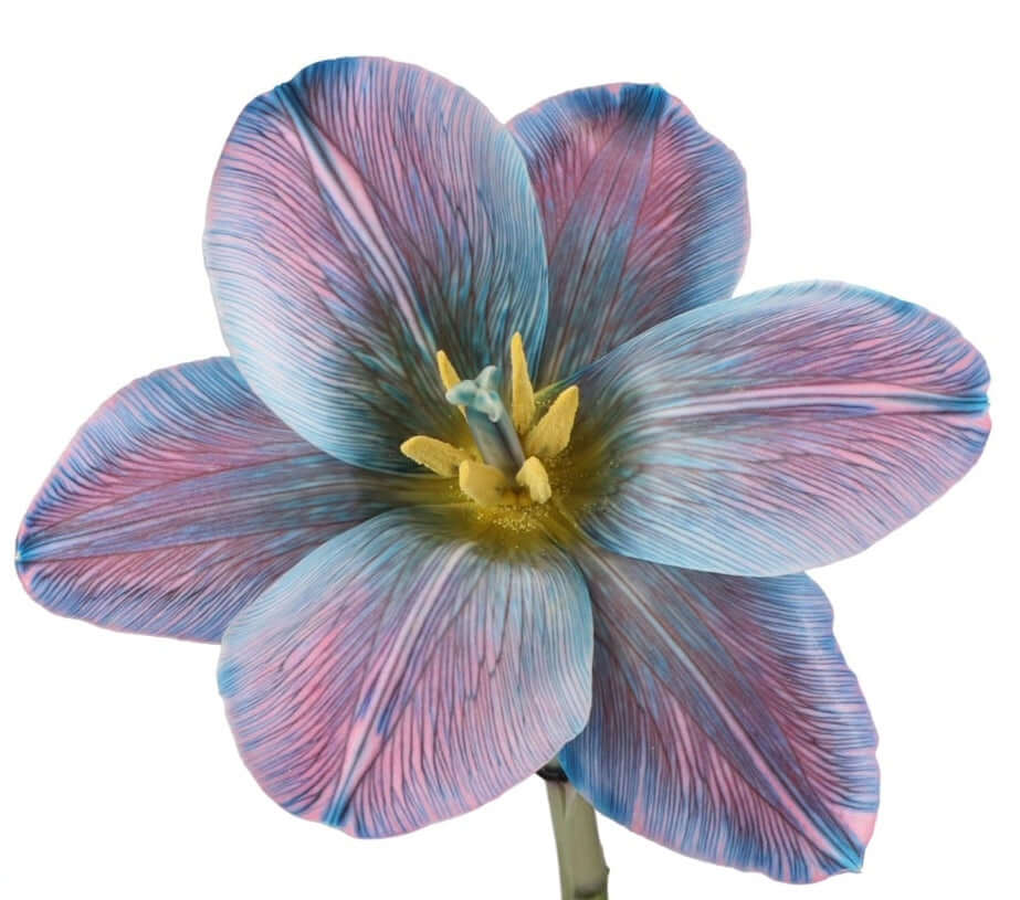 
                  
                    VIP tulipány
                  
                