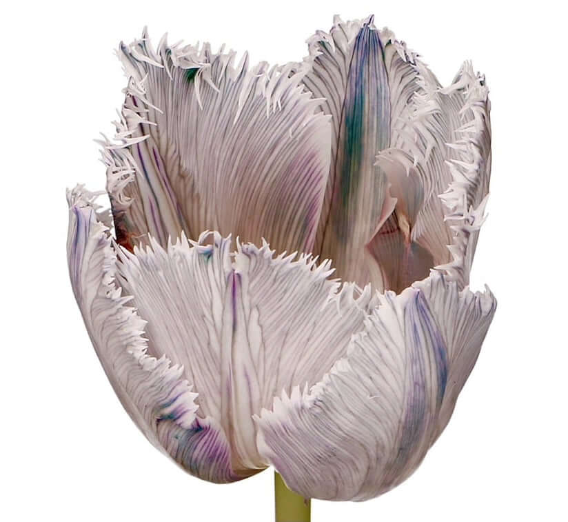 
                  
                    VIP Tulips
                  
                