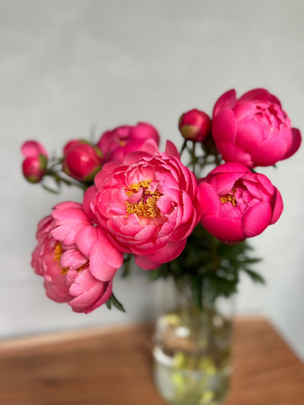 Peonies Coral Charm