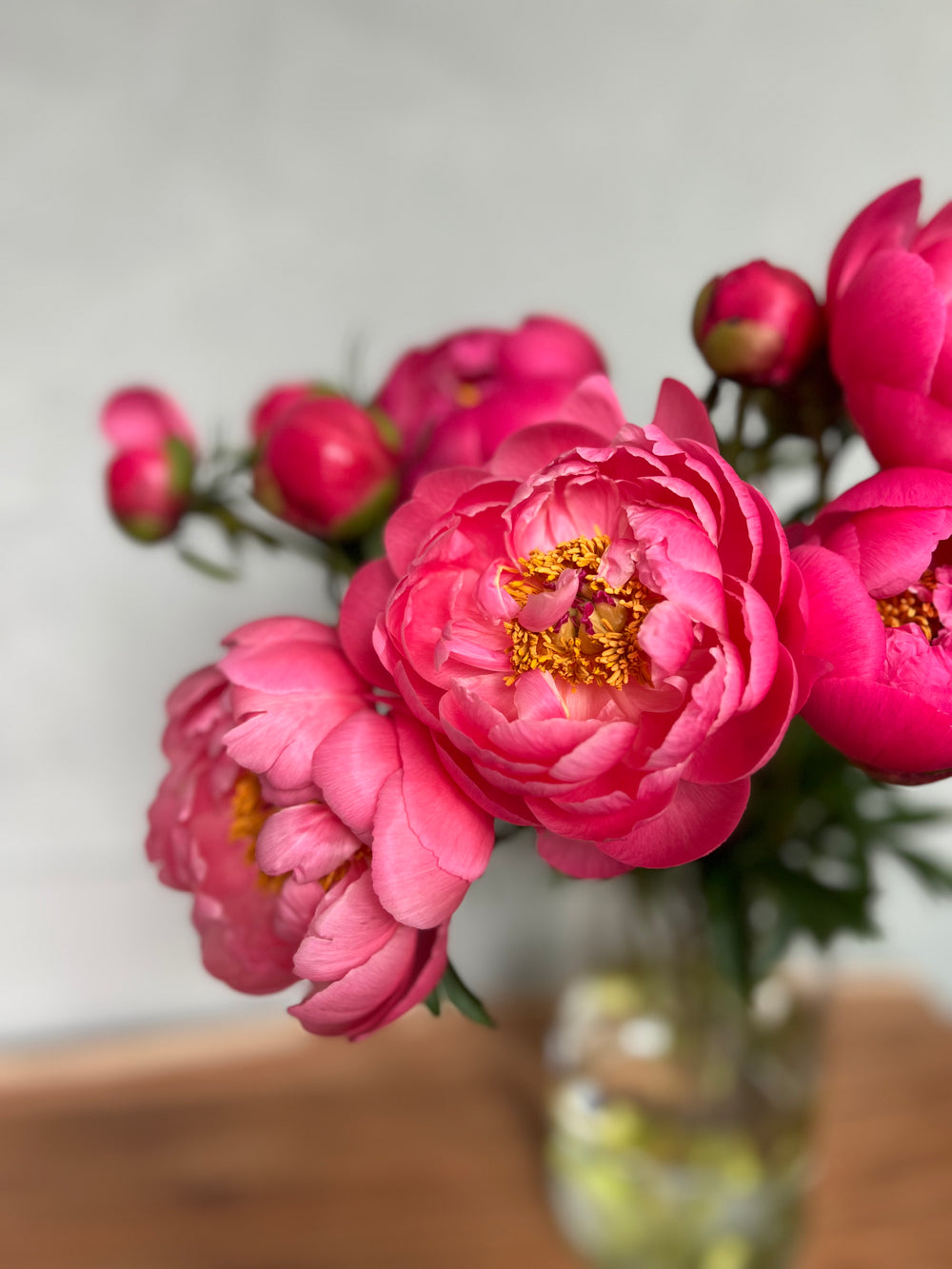 Peonies Coral Charm