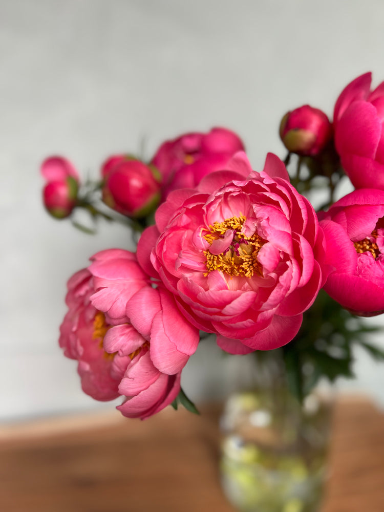 
                  
                    Peonies Coral Charm
                  
                