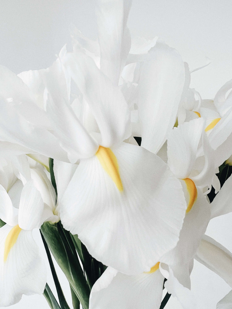 
                  
                    Kytice bílých irisů
                  
                