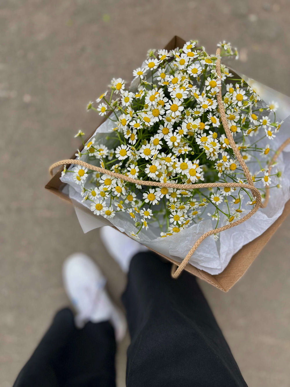 Chamomile