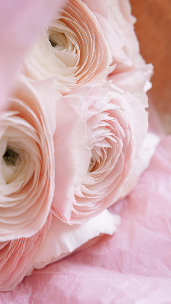 
                  
                    pink ranunculus flower bouquet prague
                  
                