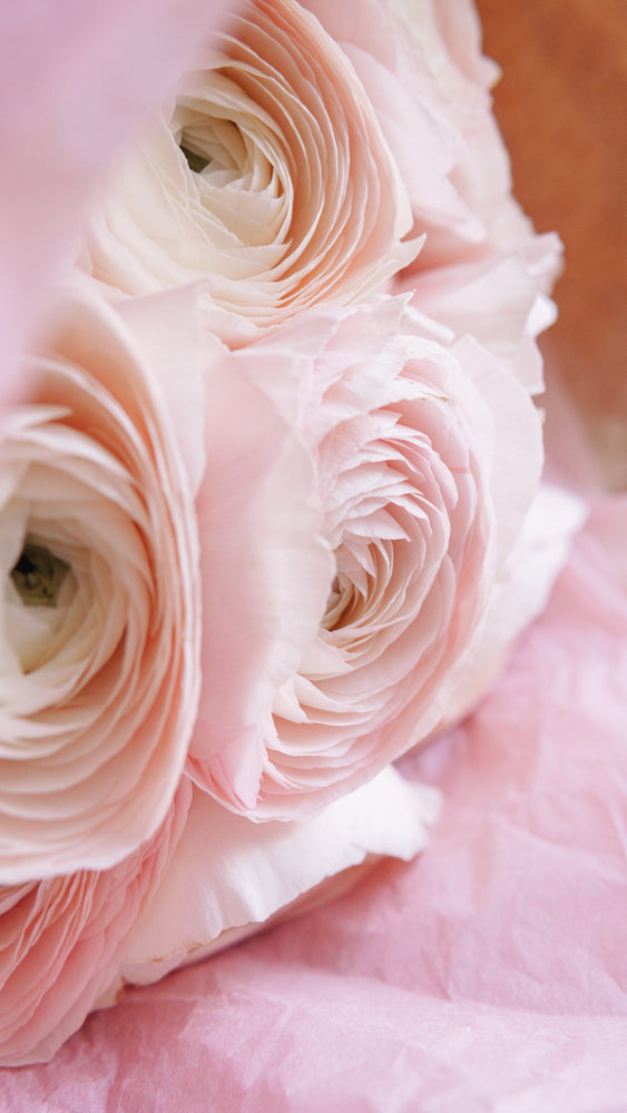 
                  
                    pink ranunculus flower bouquet prague
                  
                